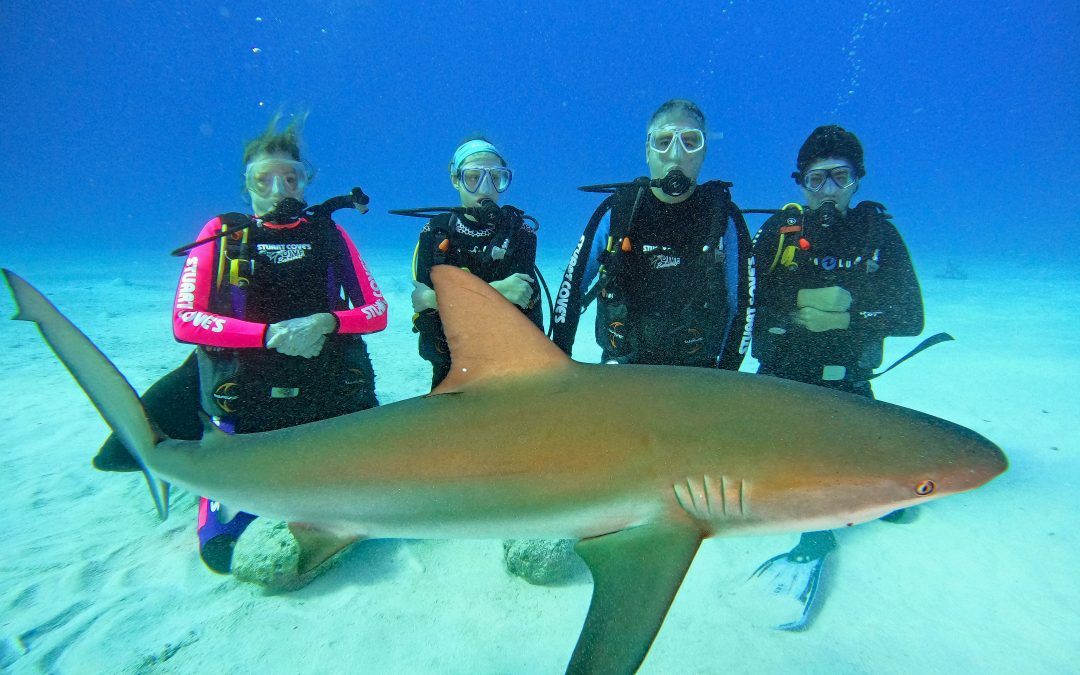 rtwnomads bahamas shark dive