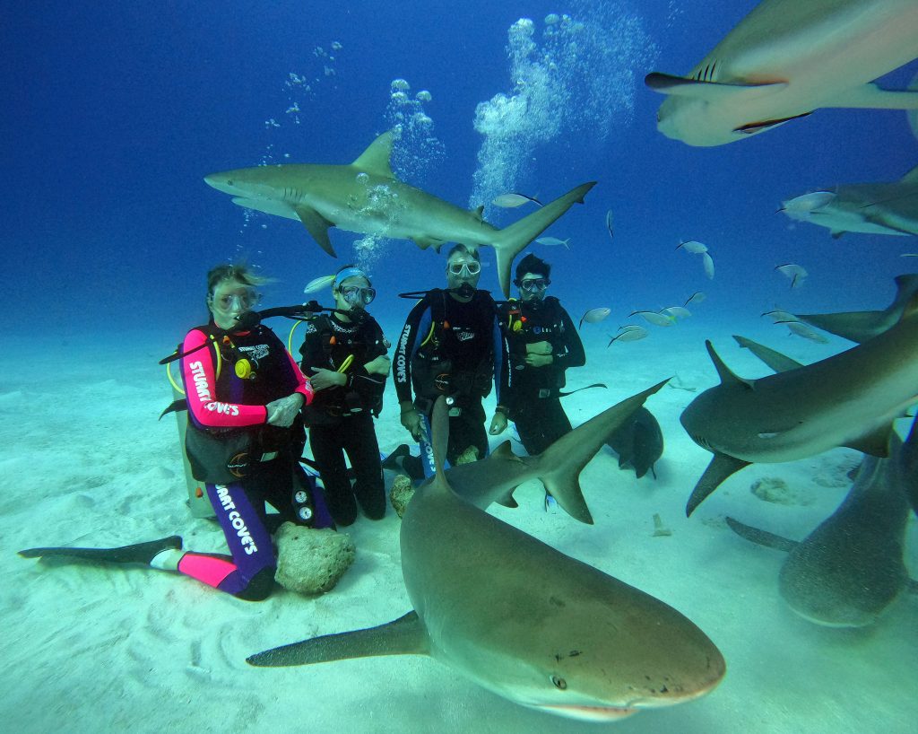 shark rtwnomads bahamas