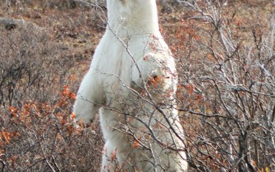 Polar Bears, part 2