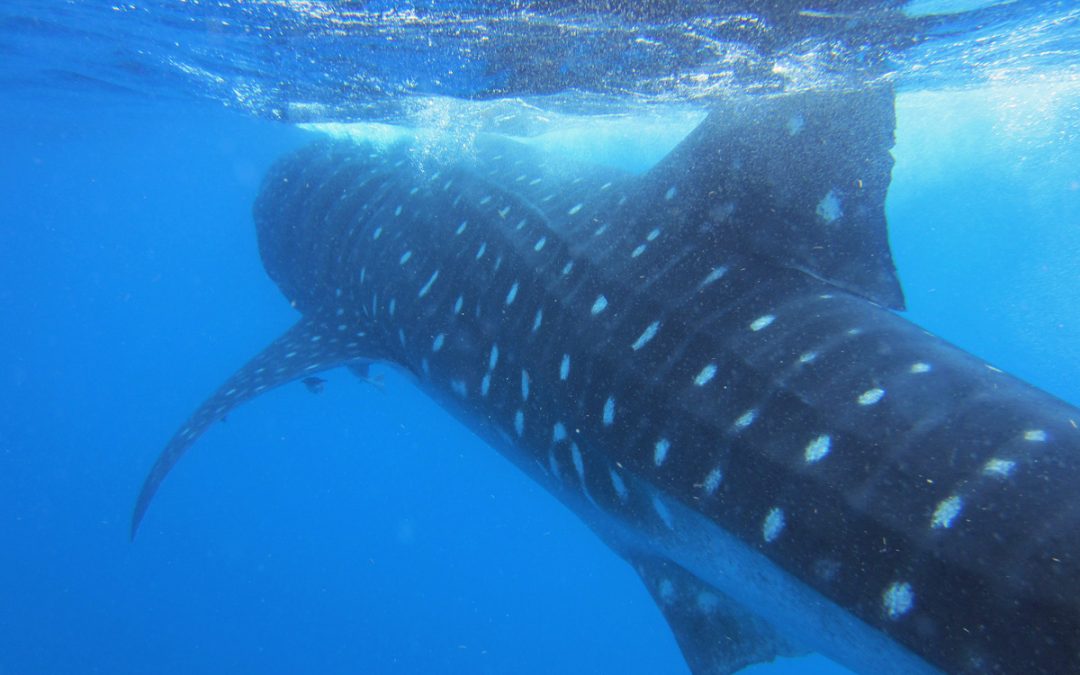 whale shark rtwnomads mexico